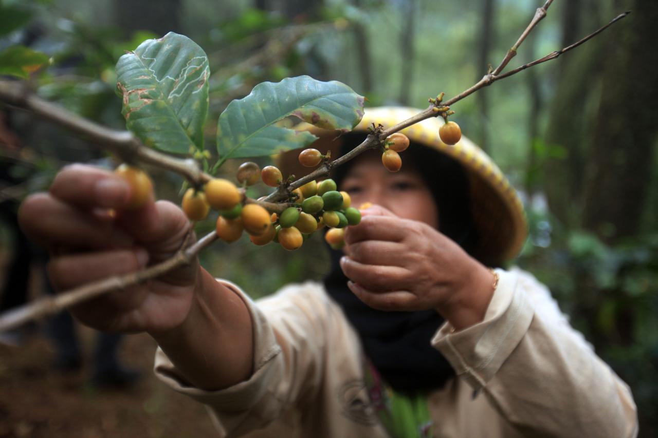 Harum Kopi Puntang Wangi...
