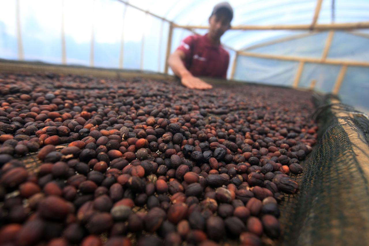 Harum Kopi Puntang Wangi...