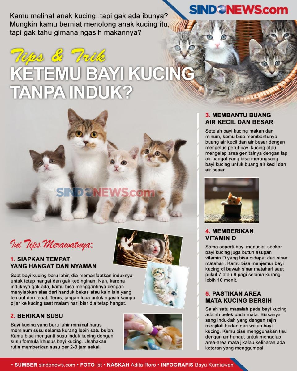 Ketemu Bayi Kucing tanpa...