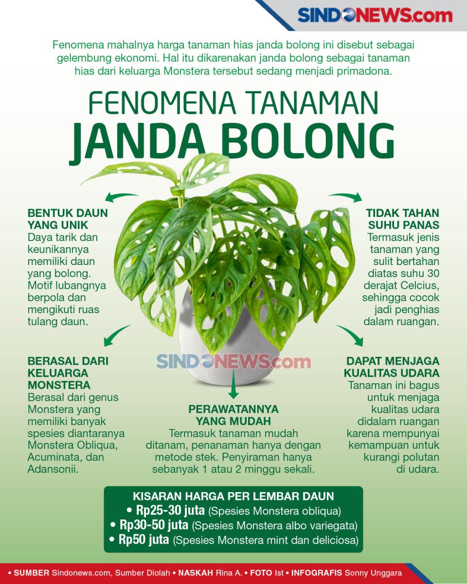 Fenomena Si Janda Bolong,...
