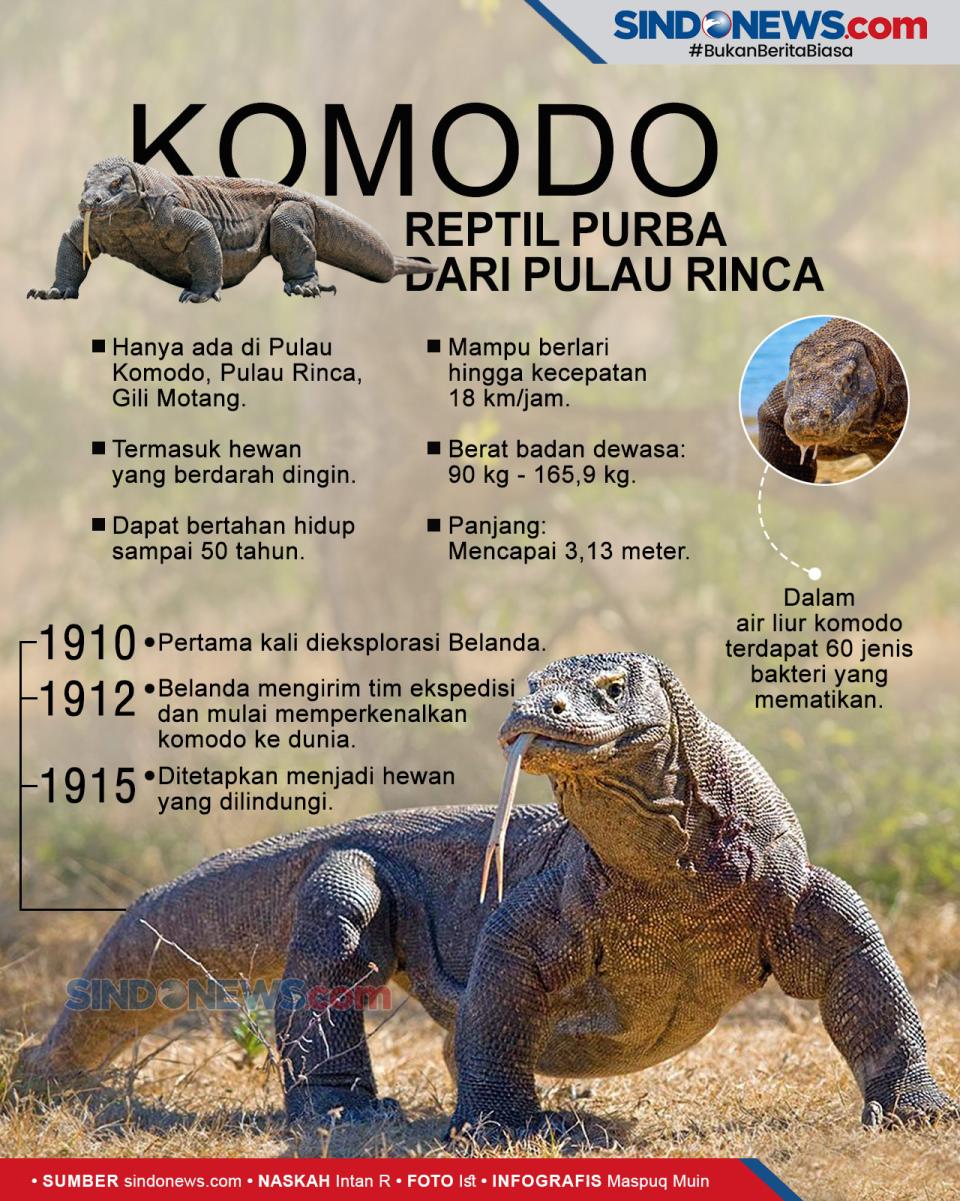 Fakta Komodo, Reptil...