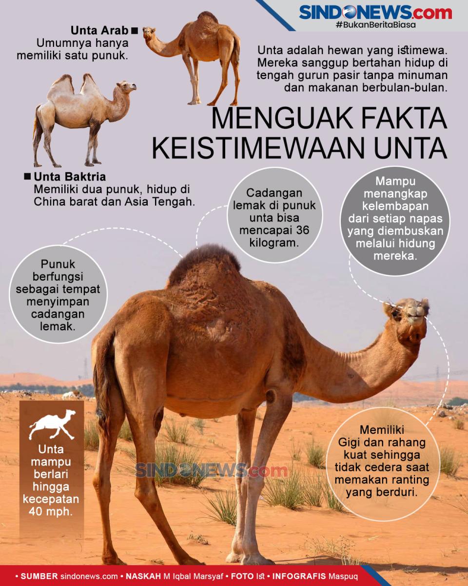 Menguak Keistimewaan...