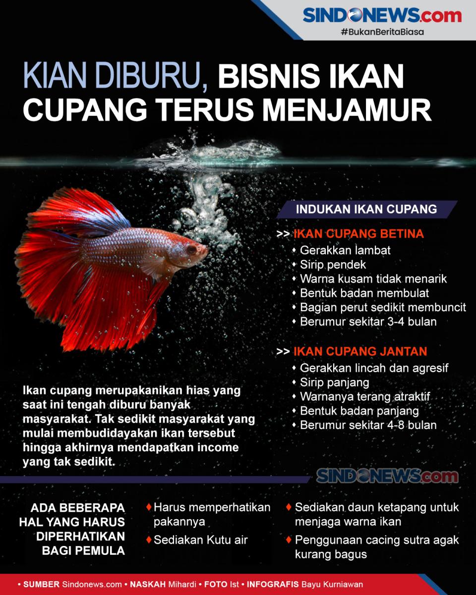 Bisnis Ikan Cupang Semakin...
