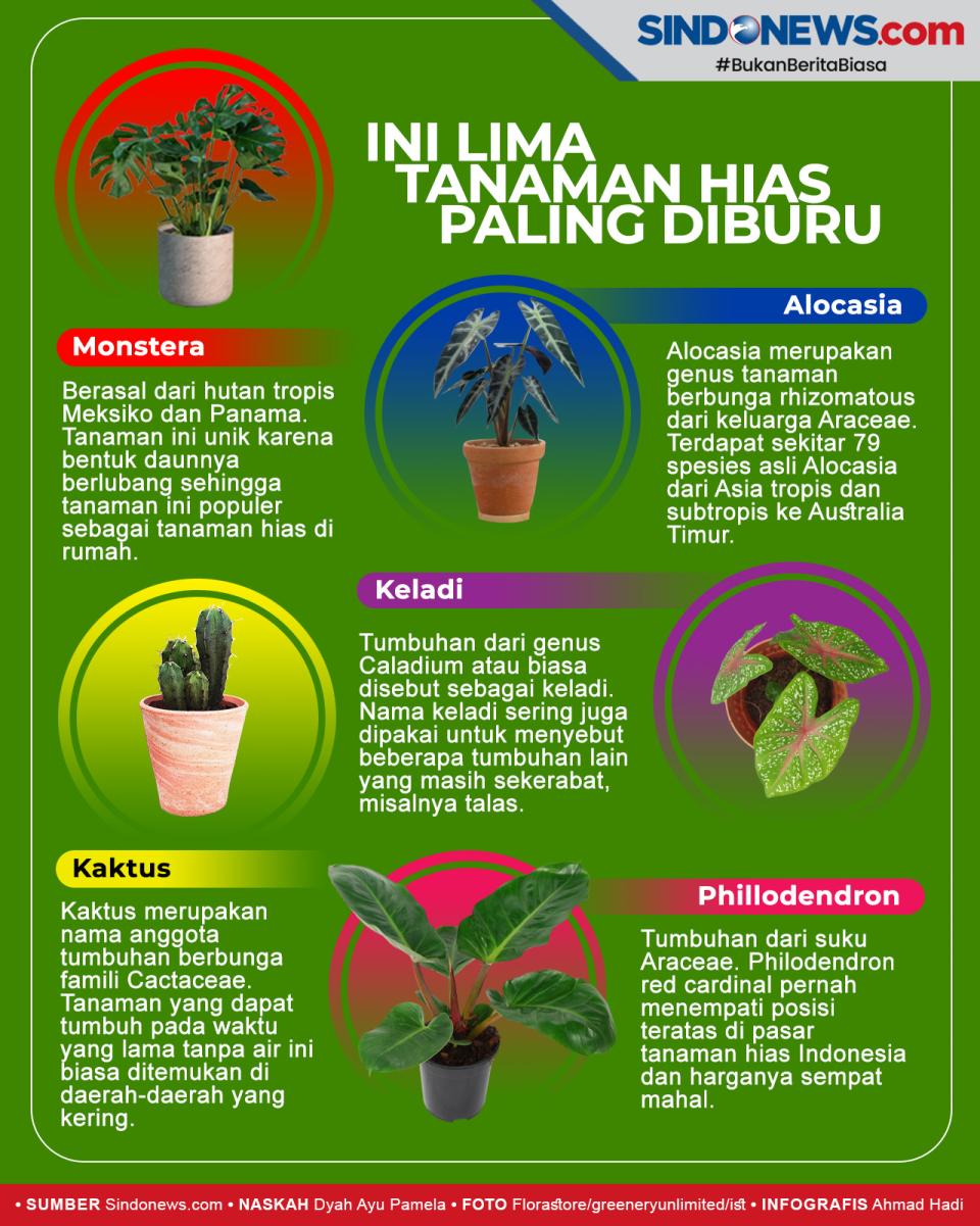 Ini Lima Tanaman Hias...