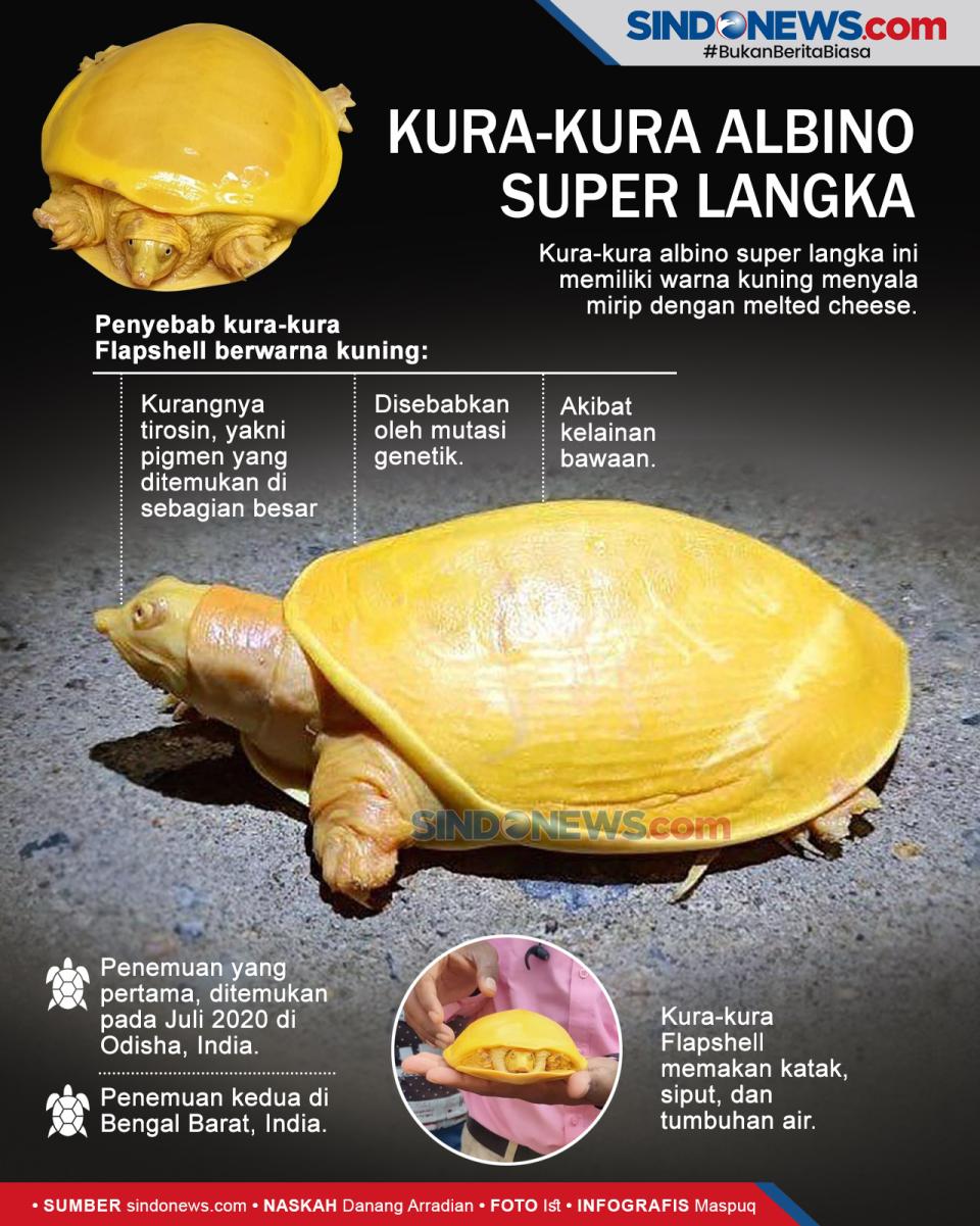 Ini Kura-Kura Albino...