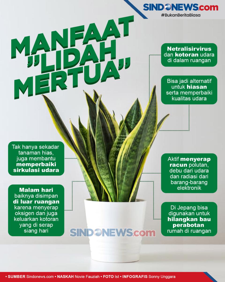 “Lidah Mertua”,...
