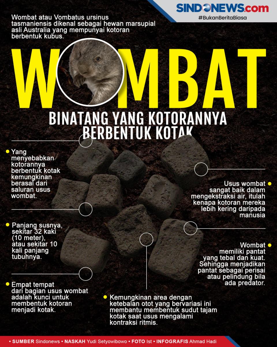 Wombat Satu-satunya...