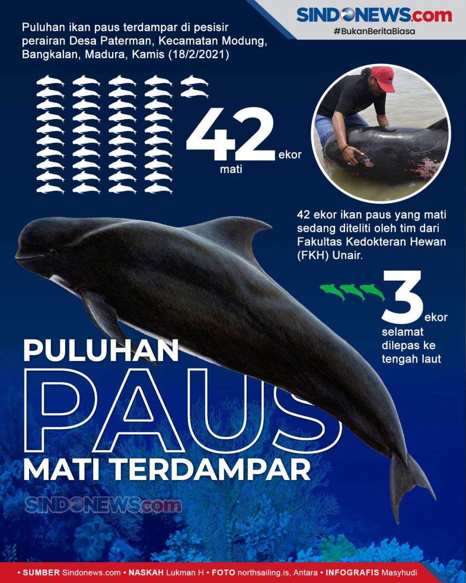 Puluhan Ekor Paus Mati...