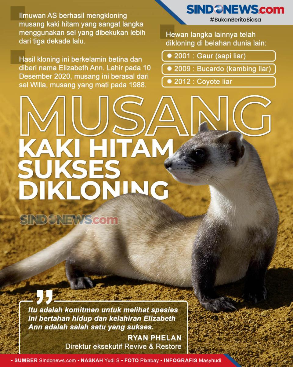 Musang Kaki Hitam Langka...