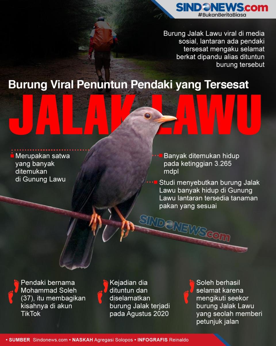 Jalak Lawu, Burung Viral...