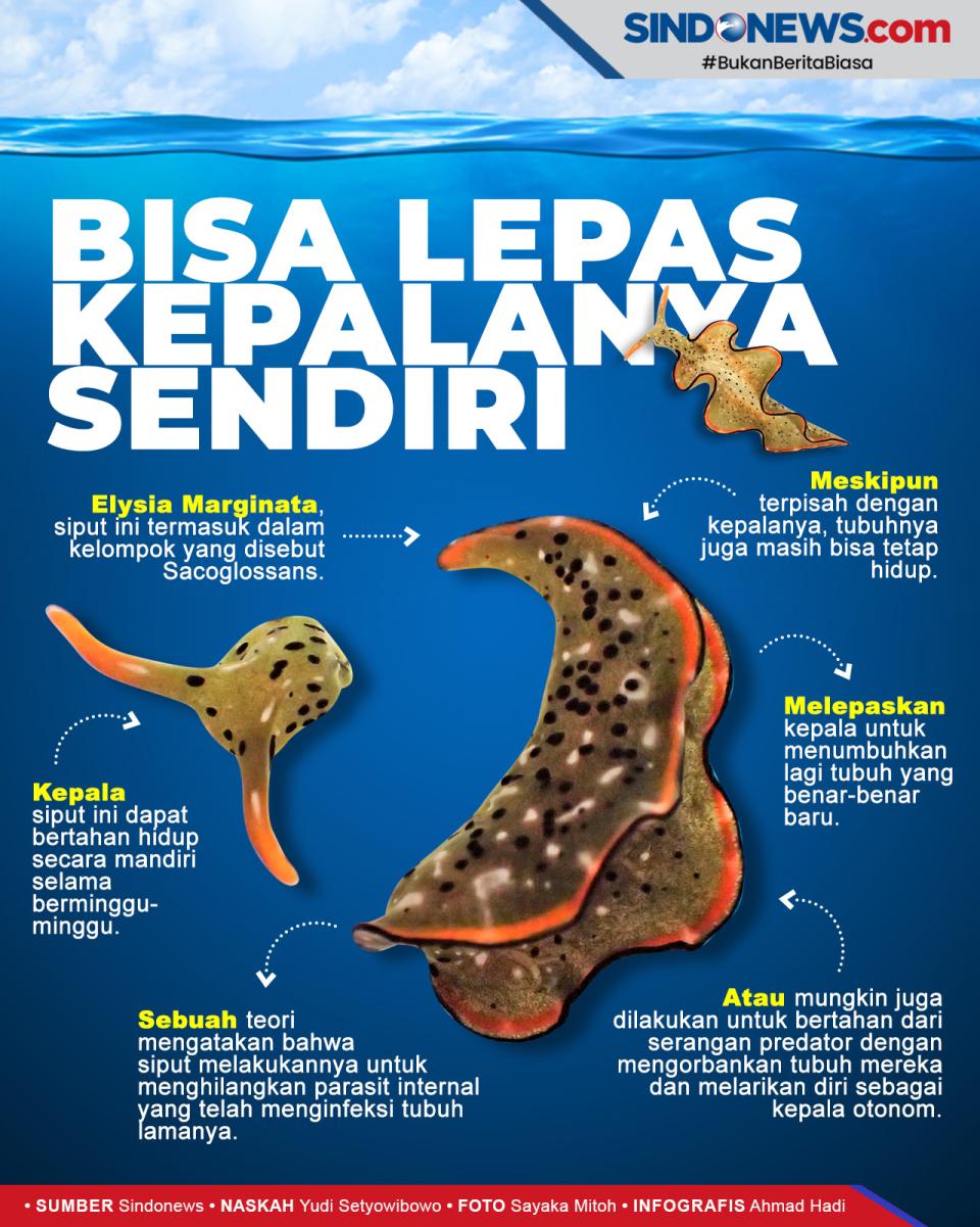 Siput Laut Ini Bisa...