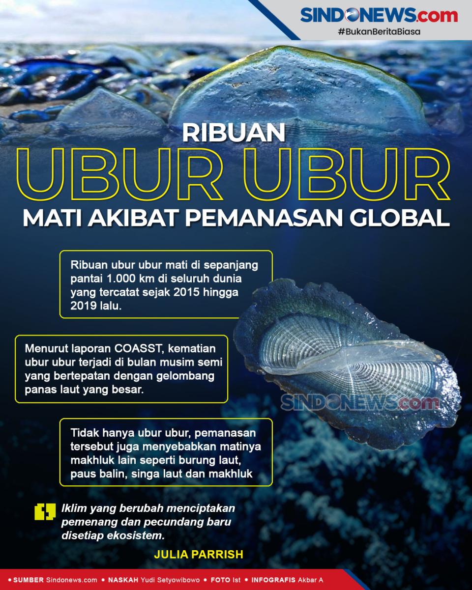 Ribuan Ubur-Ubur Mati...