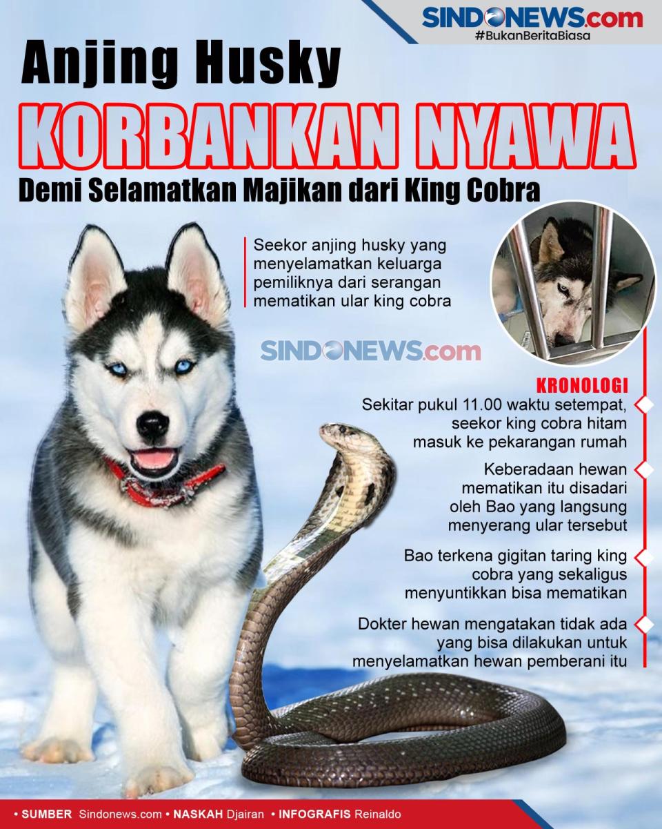 Anjing Husky Korbankan...