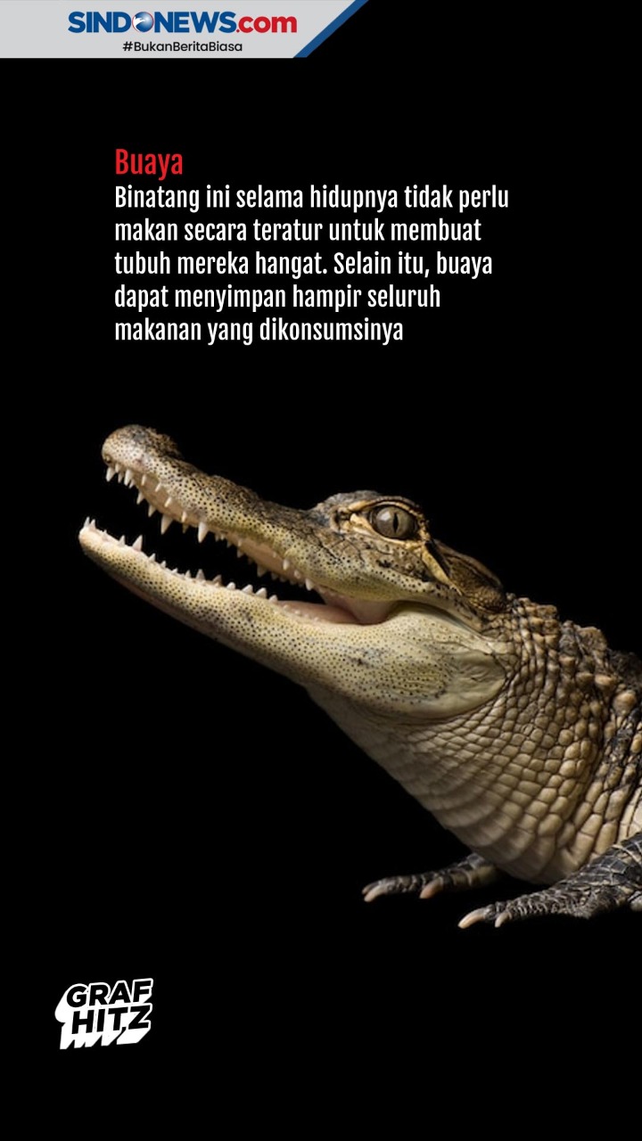 Mengenal Hewan - Hewan...