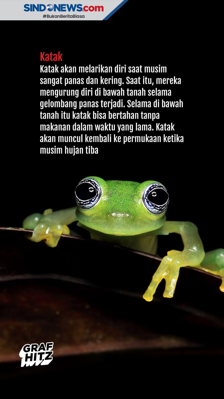 Mengenal Hewan - Hewan...
