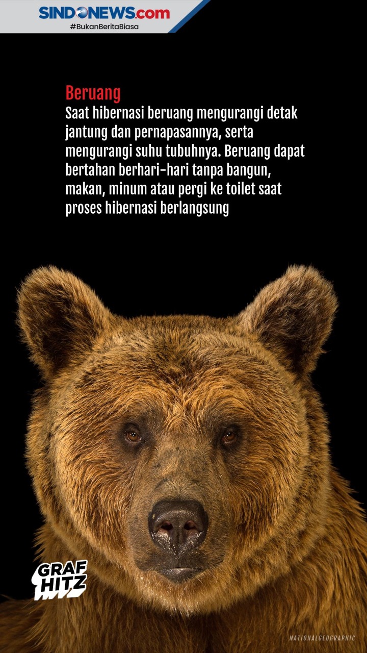 Mengenal Hewan - Hewan...