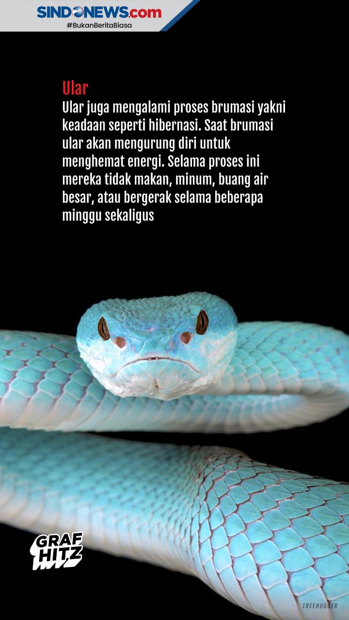 Mengenal Hewan - Hewan...