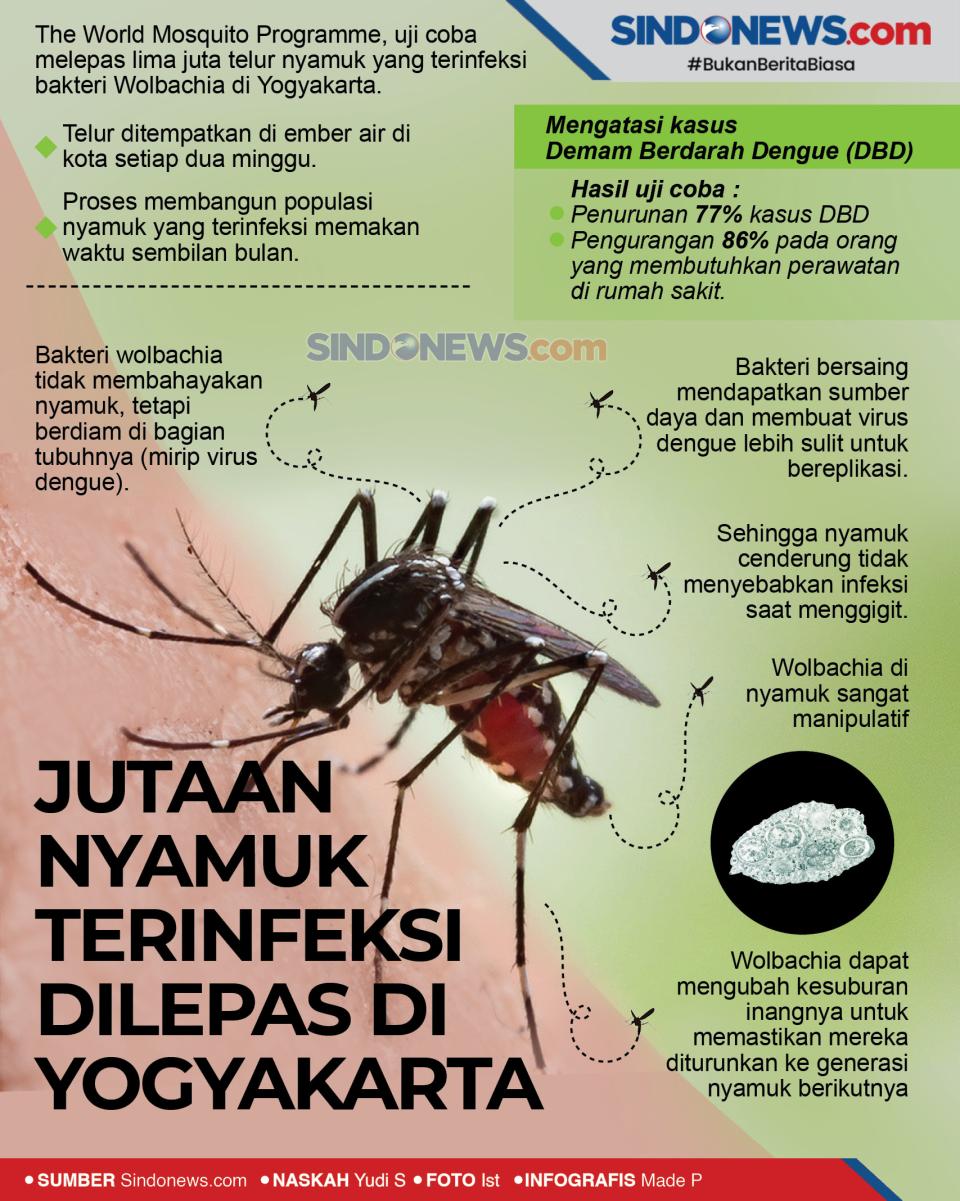 Jutaan Nyamuk Terinfeksi...