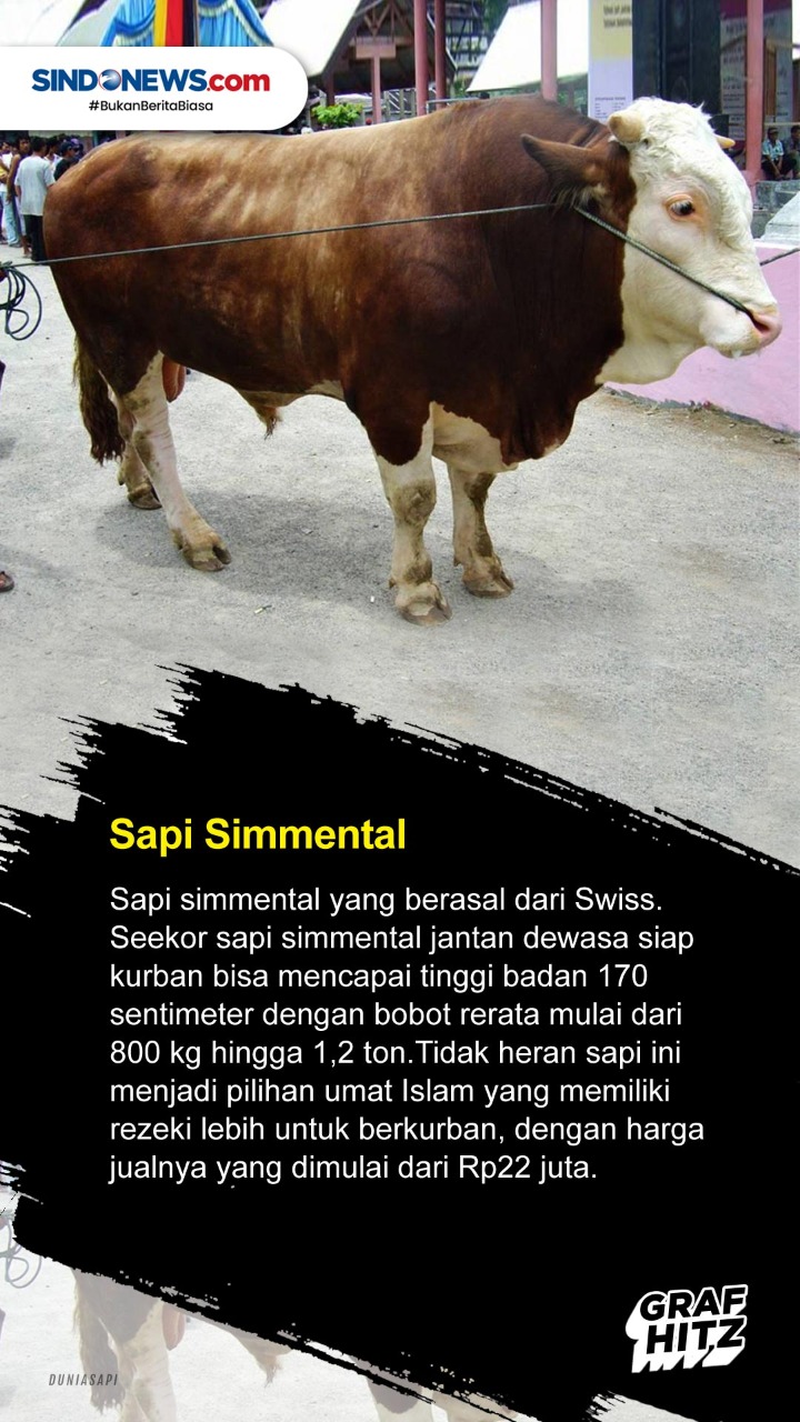 5 Jenis Sapi yang Sering...