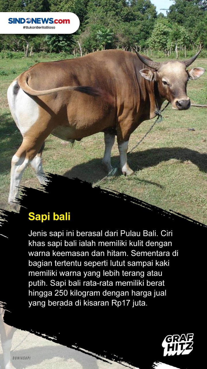 5 Jenis Sapi yang Sering...