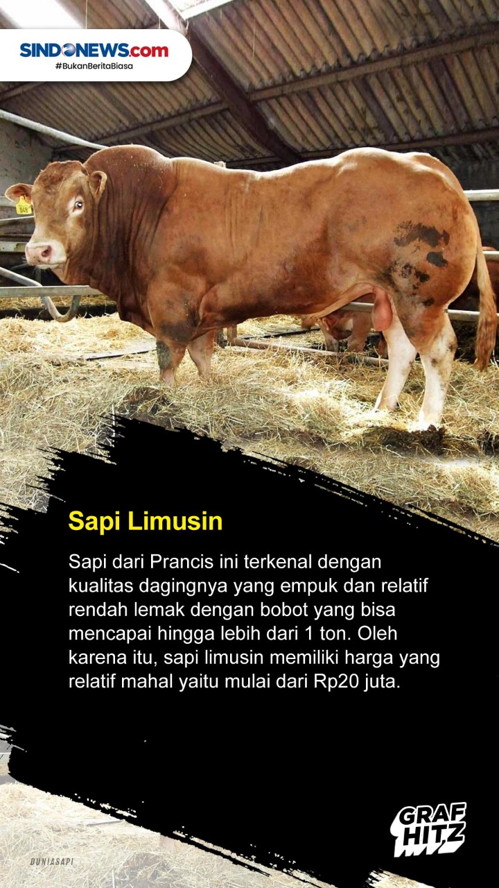 5 Jenis Sapi yang Sering...