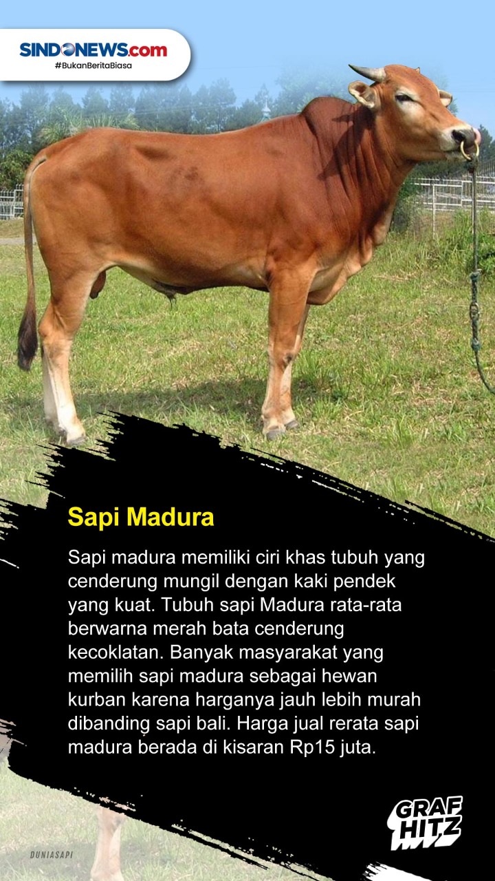 5 Jenis Sapi yang Sering...