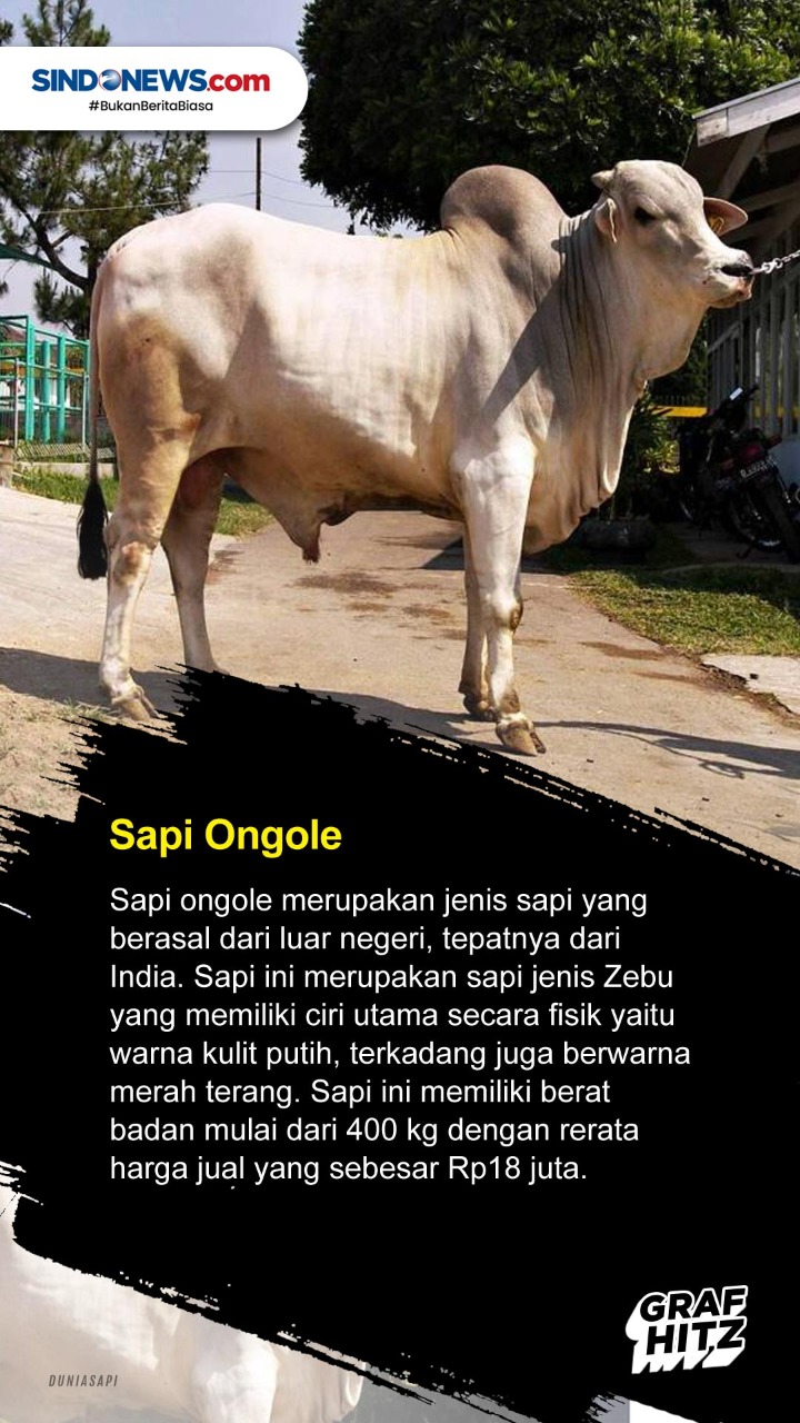 5 Jenis Sapi yang Sering...