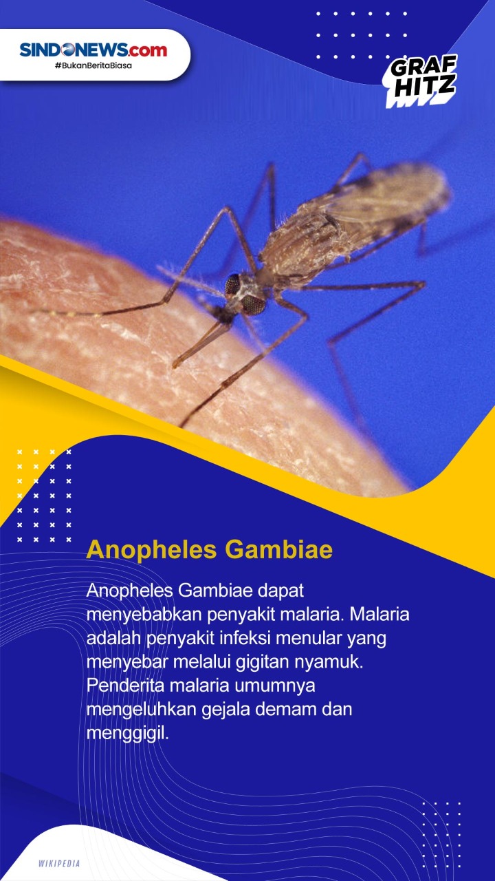 Hari Nyamuk Sedunia,...