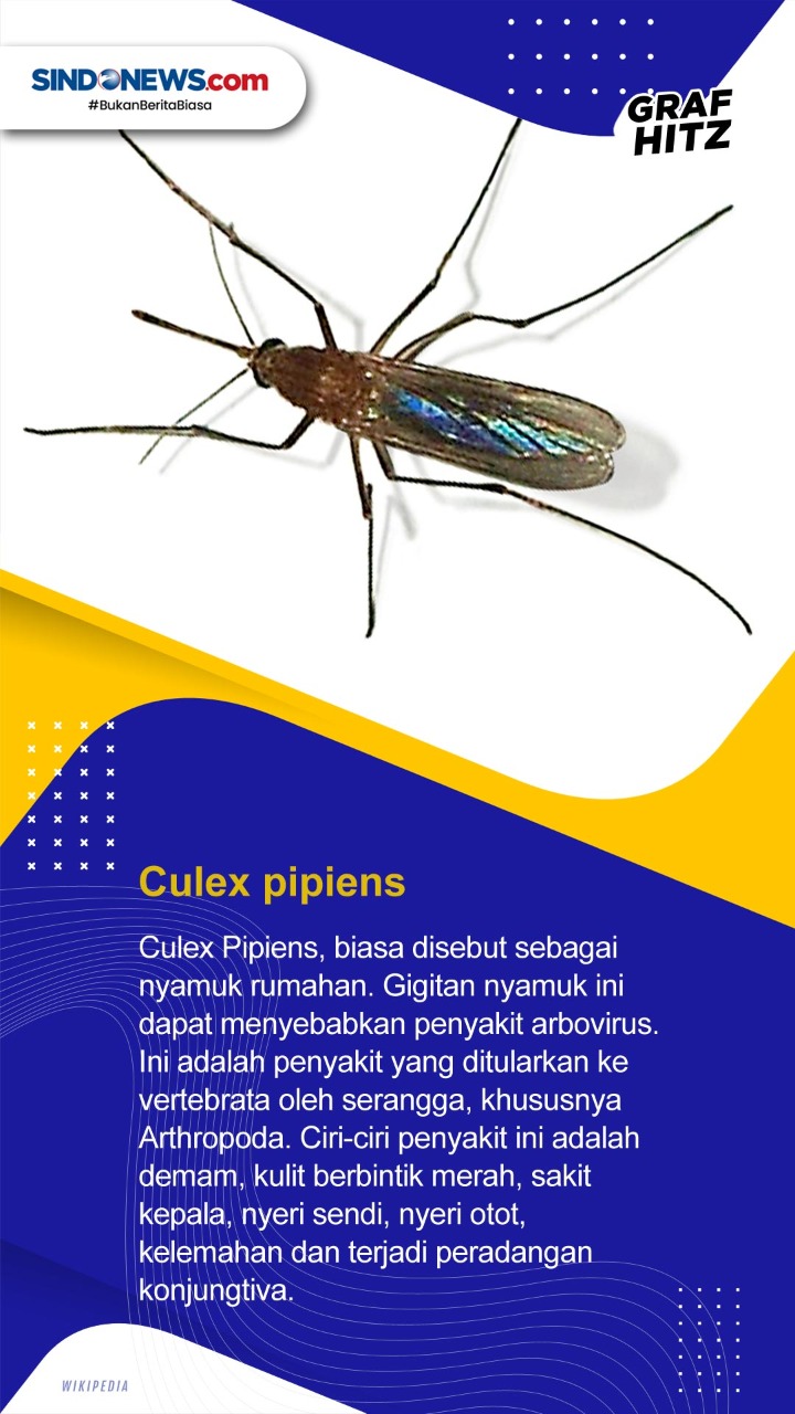 Hari Nyamuk Sedunia,...