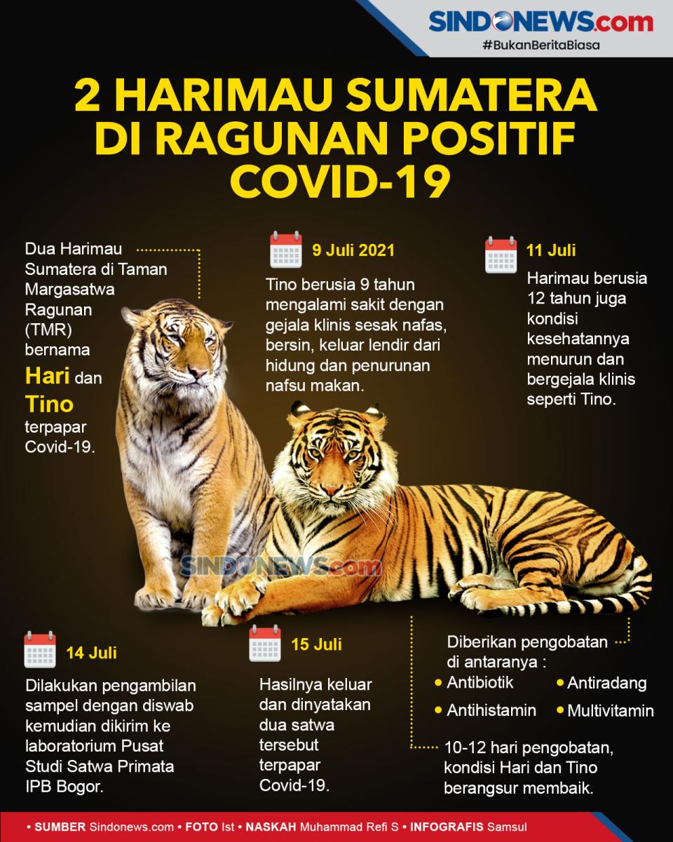 2 Harimau Sumatera di...