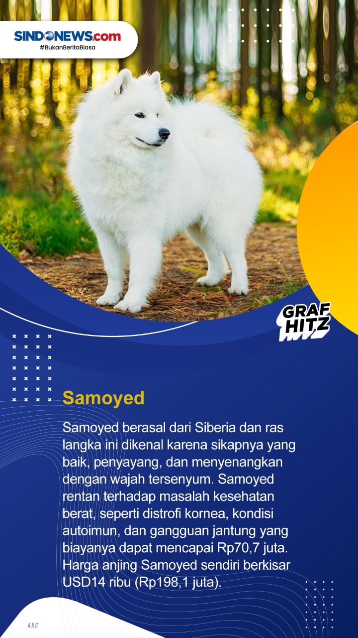 10 Ras Anjing Termahal...