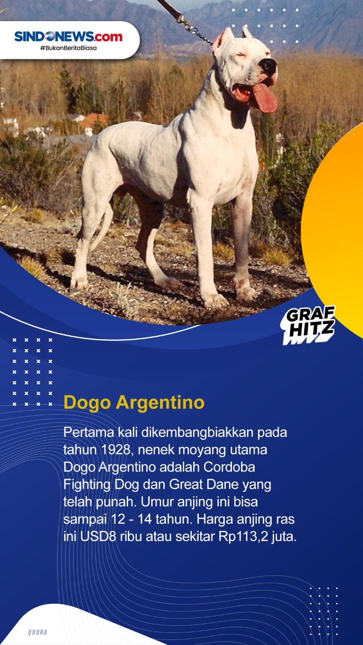 10 Ras Anjing Termahal...