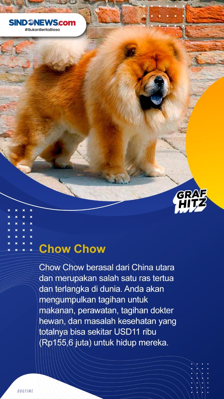 10 Ras Anjing Termahal...