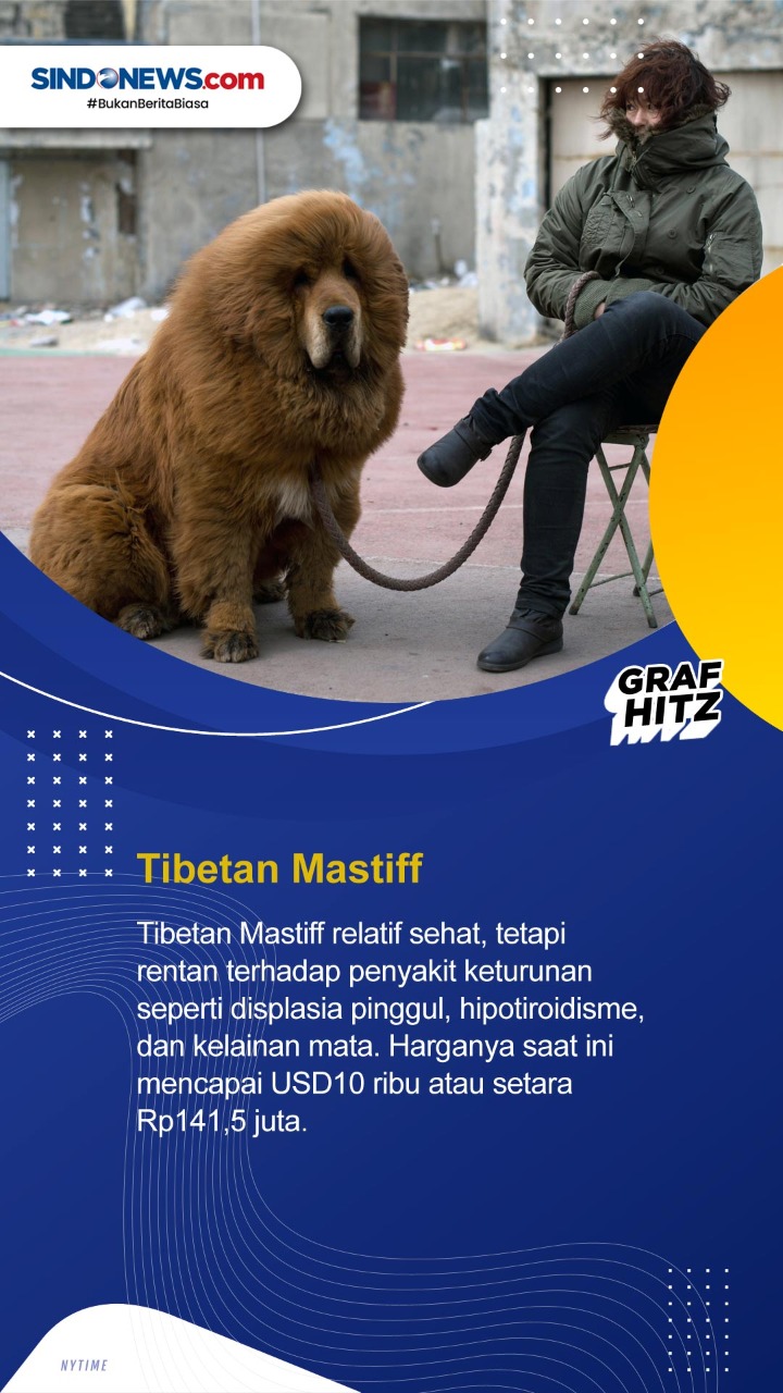 10 Ras Anjing Termahal...
