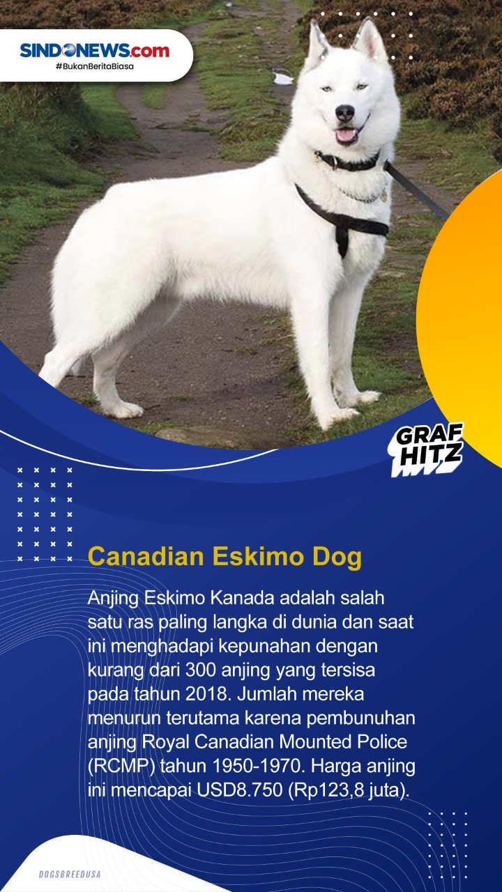 10 Ras Anjing Termahal...