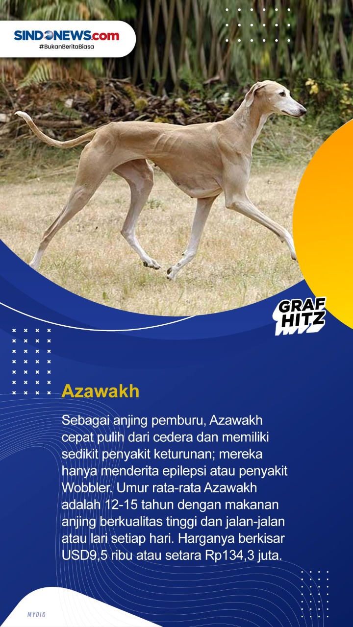 10 Ras Anjing Termahal...