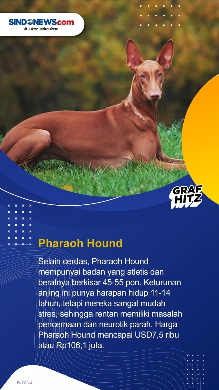 10 Ras Anjing Termahal...
