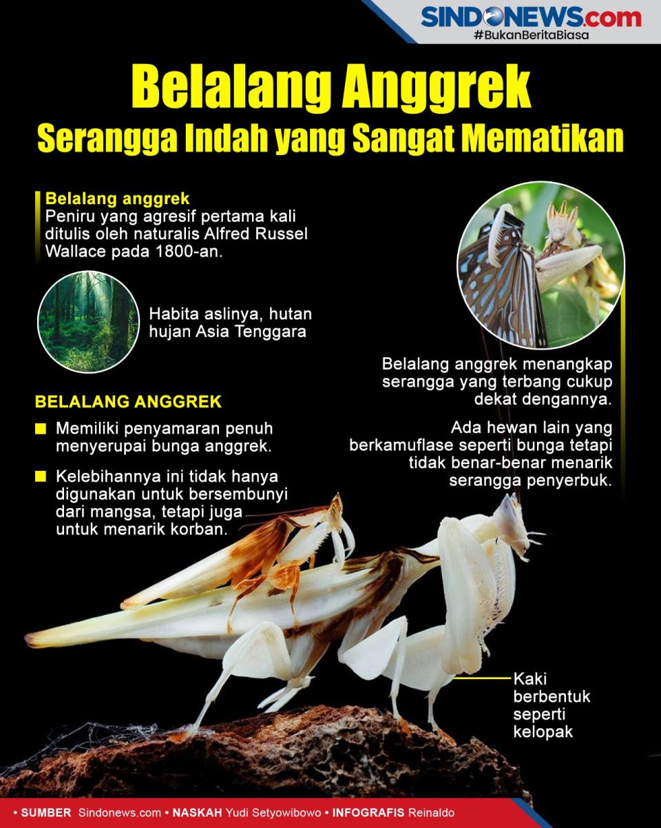 Belalang Anggrek, Serangga...