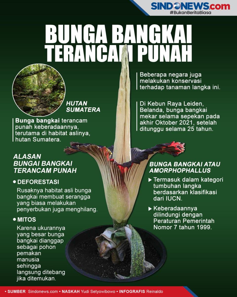 Bunga Bangkai Tumbuhan...