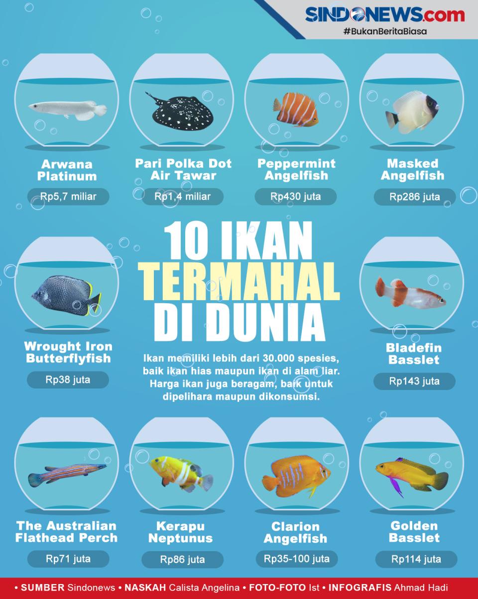 Bukan Ikan Cupang, Ini...