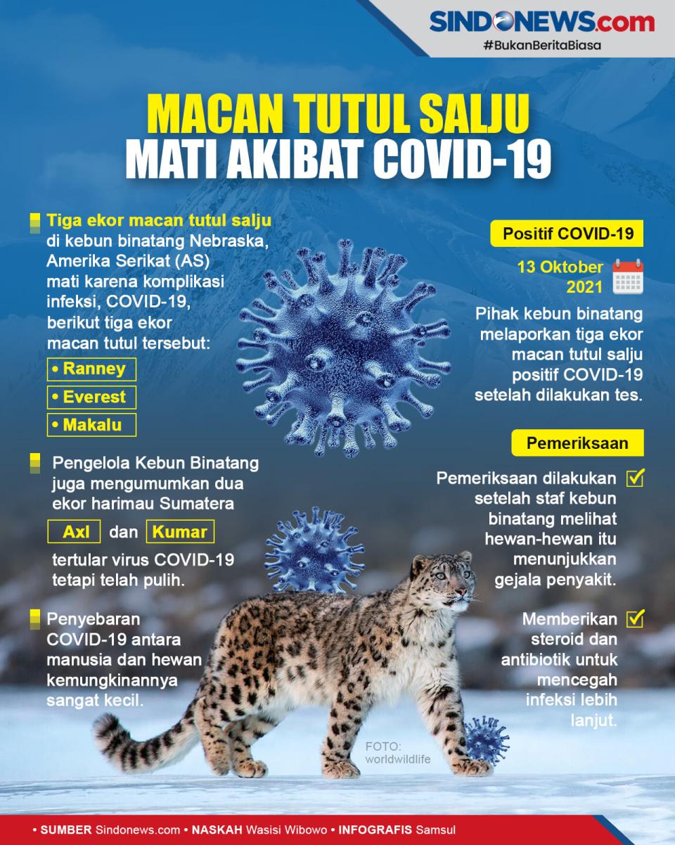 3 Ekor Macan Tutul Salju...