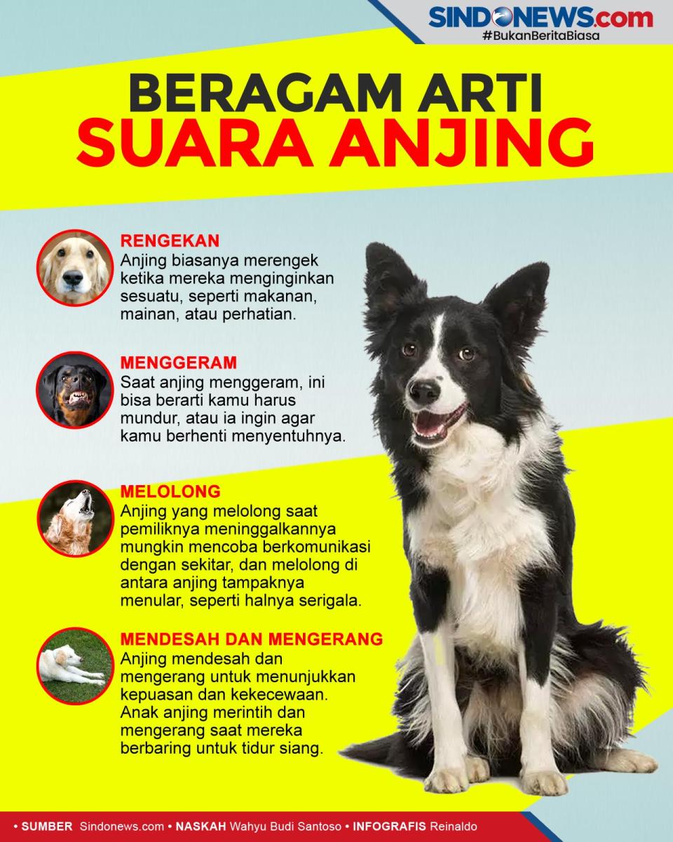 Beragam Arti Suara Anjing...