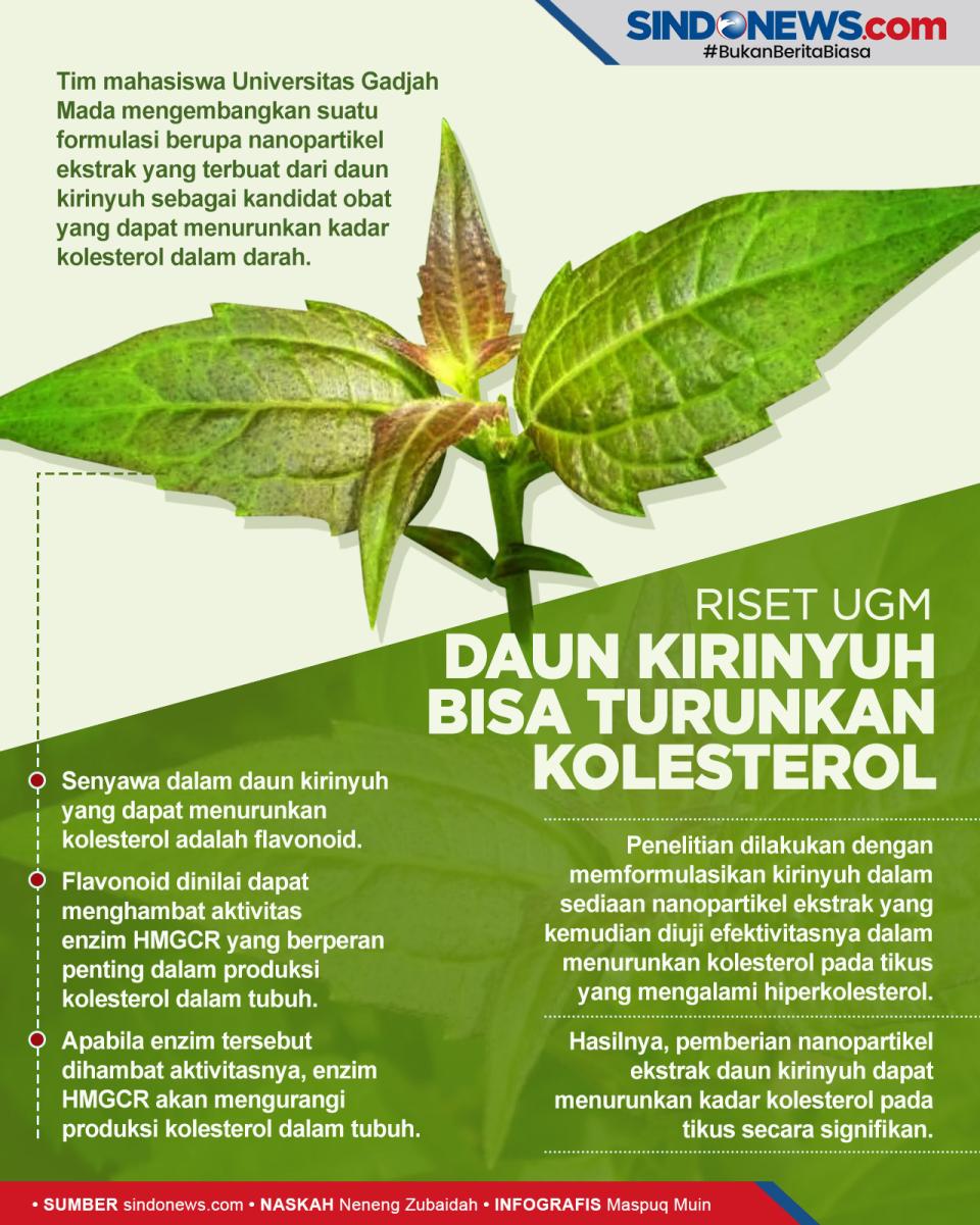 Riset UGM: Daun Kirinyuh...