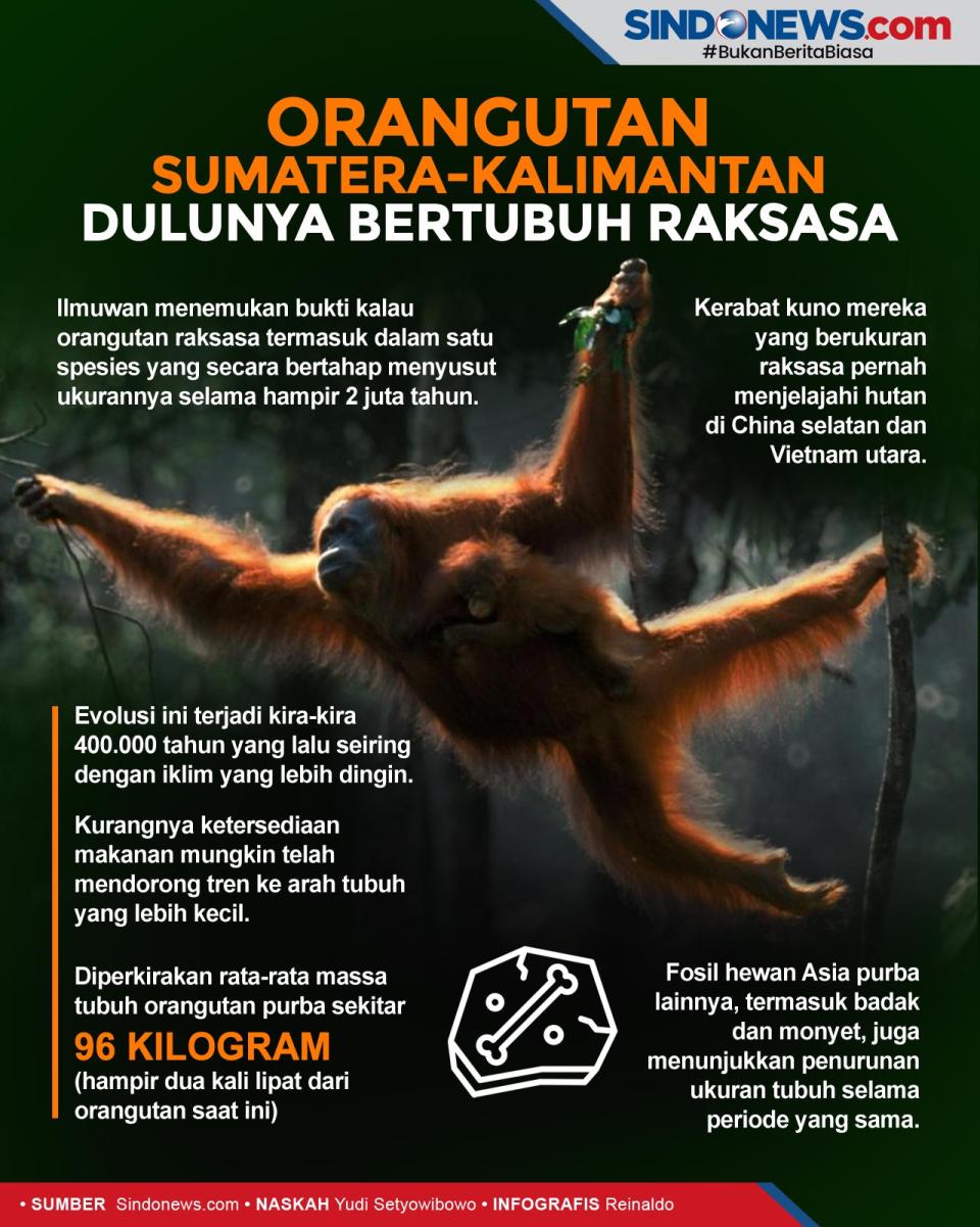 Ternyata Orangutan Sumatera-Kalimantan...