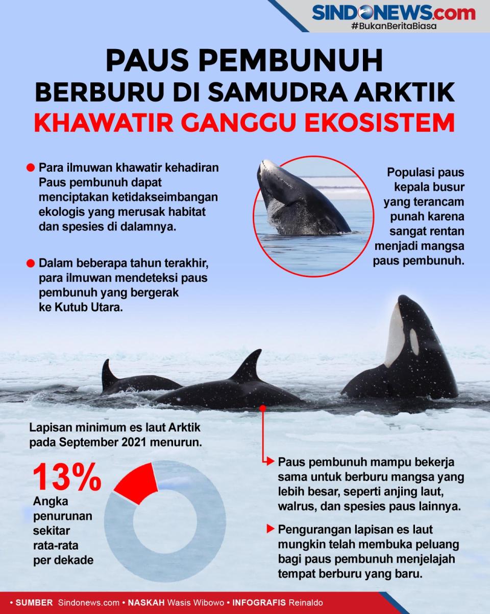 Paus Pembunuh Berburu...