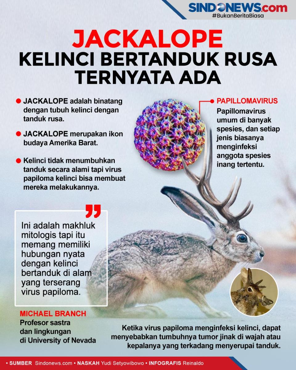 Kelinci Bertanduk Rusa...