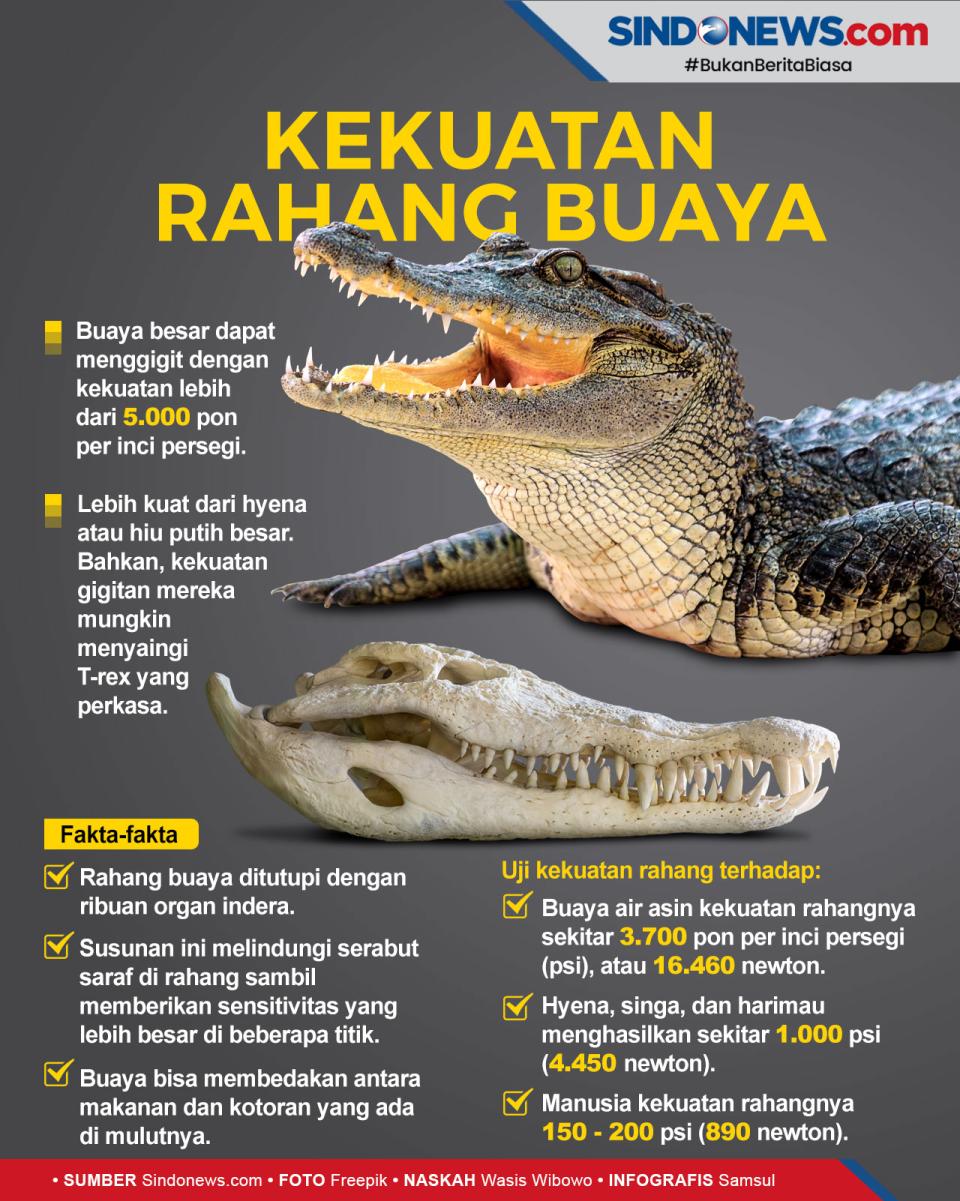 3 Kali Lebih Kuat dari...