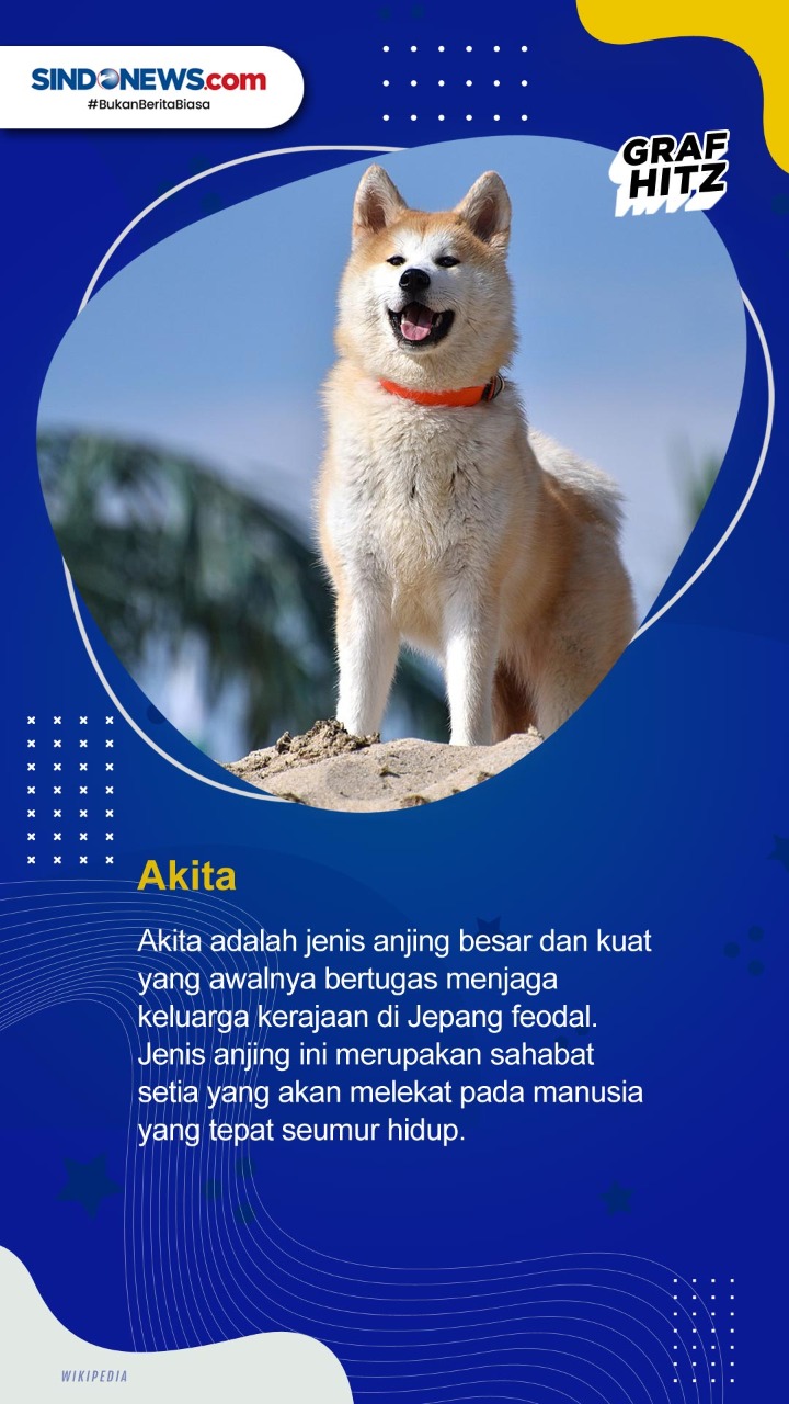 Daftar 5 Ras Anjing...