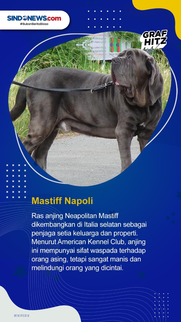 Daftar 5 Ras Anjing...