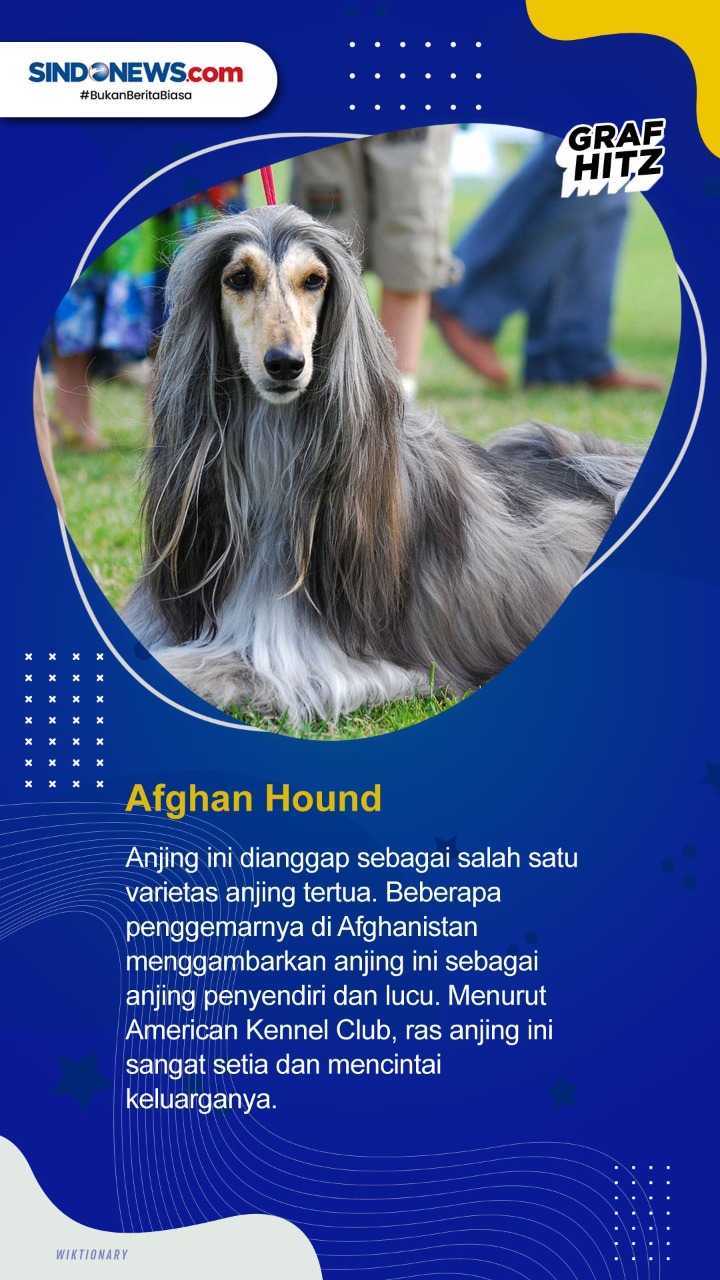 Daftar 5 Ras Anjing...